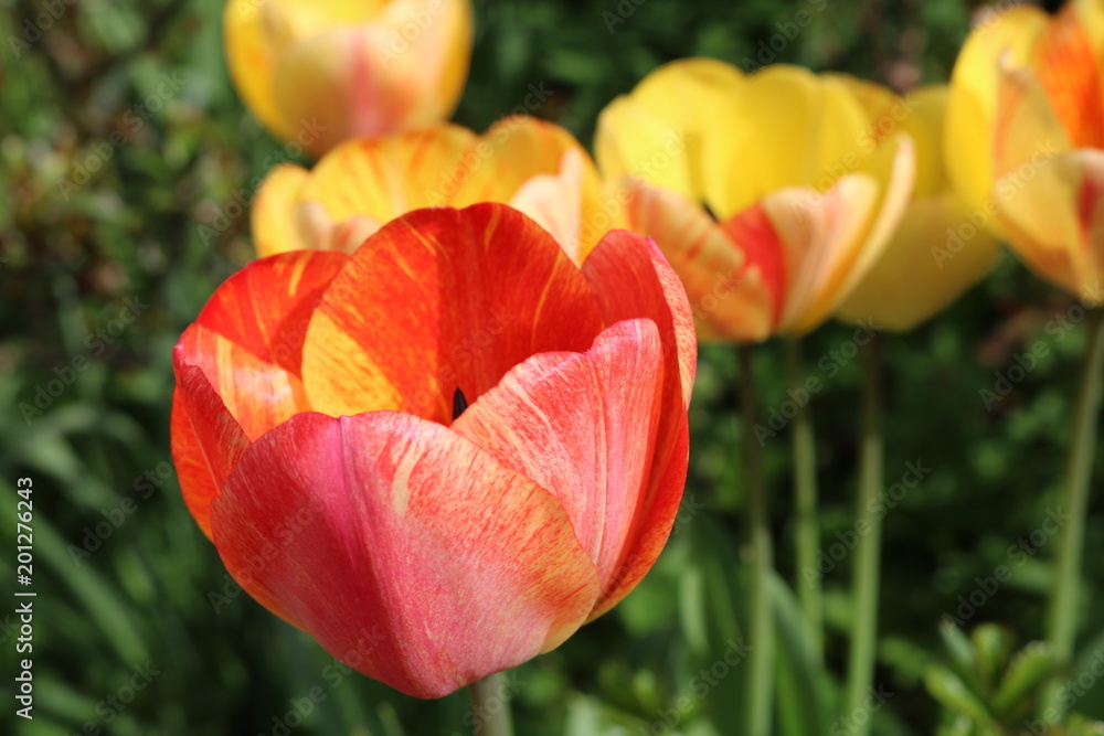 Tulips in garden beautiful Tulips in garden beautiful