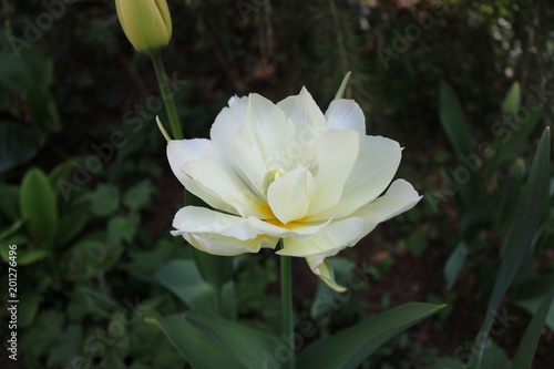 Lotus tulip in garden full blossom