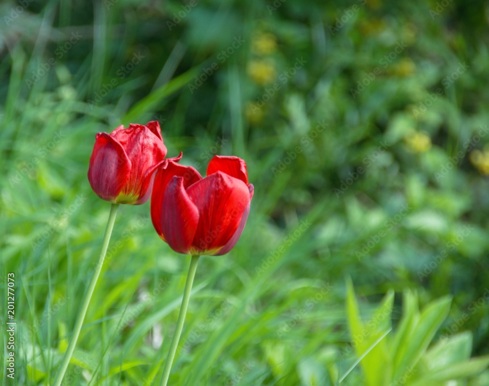 Two red tulips as a love symbolic image Two red tulips as a love symbolic image