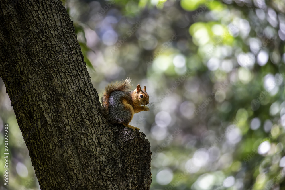 Squirrel, Yildiz Park, Istanbul Turkey
