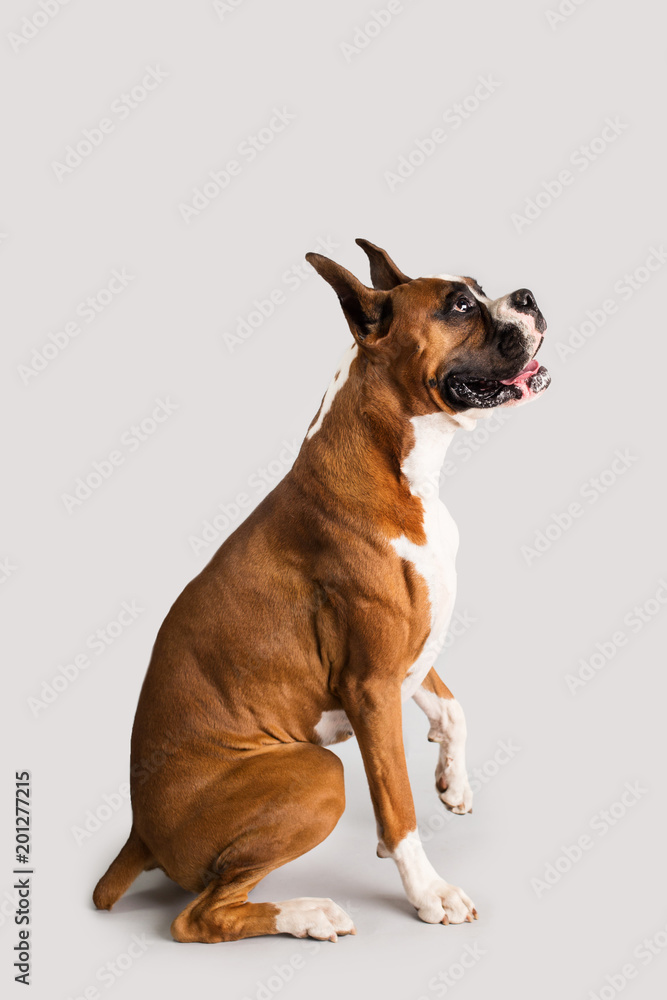 Purebred Boxer with Cropped Ears