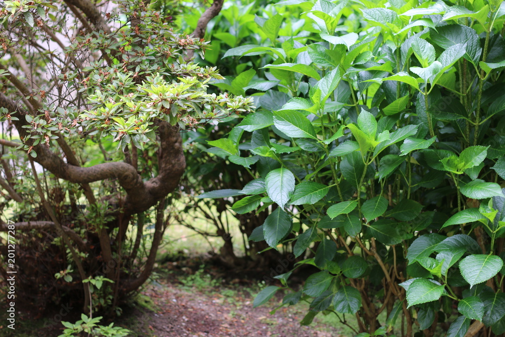 Obraz premium natu natu natu