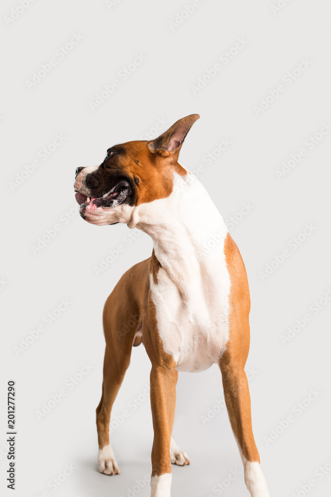 Purebred Boxer with Cropped Ears
