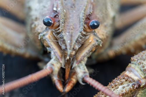 crayfish caught in river close up view