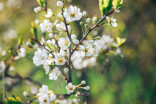 A branch of cherry blossoms with bokeh. Blur, close-up