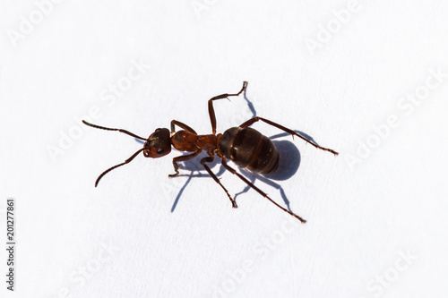 Big forest ant close-up