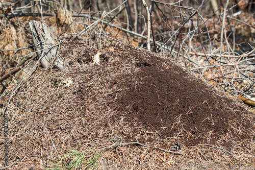 The anthill in the forest