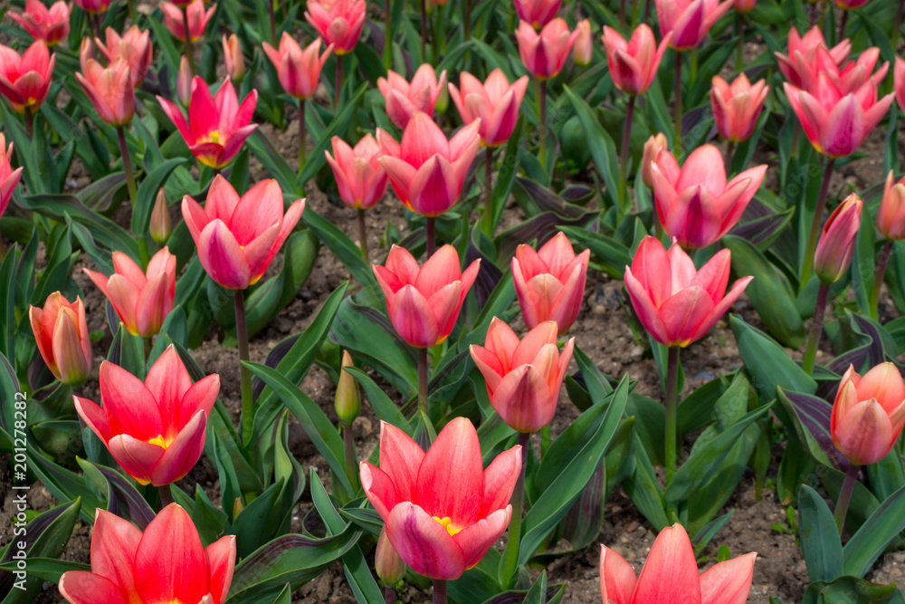Tulips Tulips