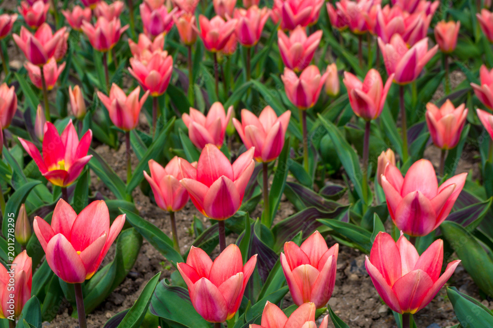 Tulips Tulips