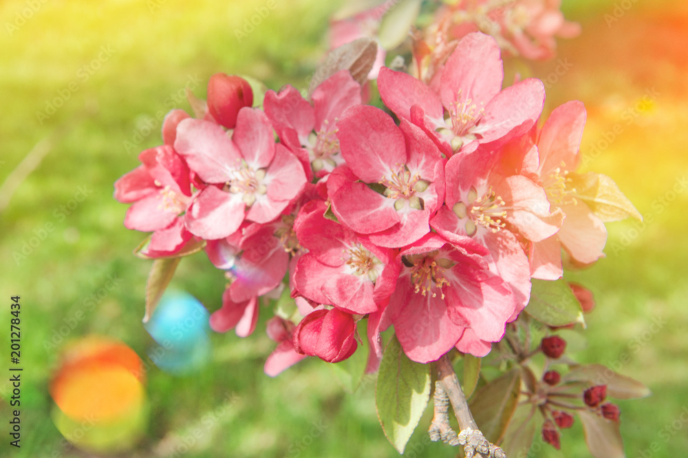 Fototapeta premium Apple tree flowers Spring Vintage toned light leaks
