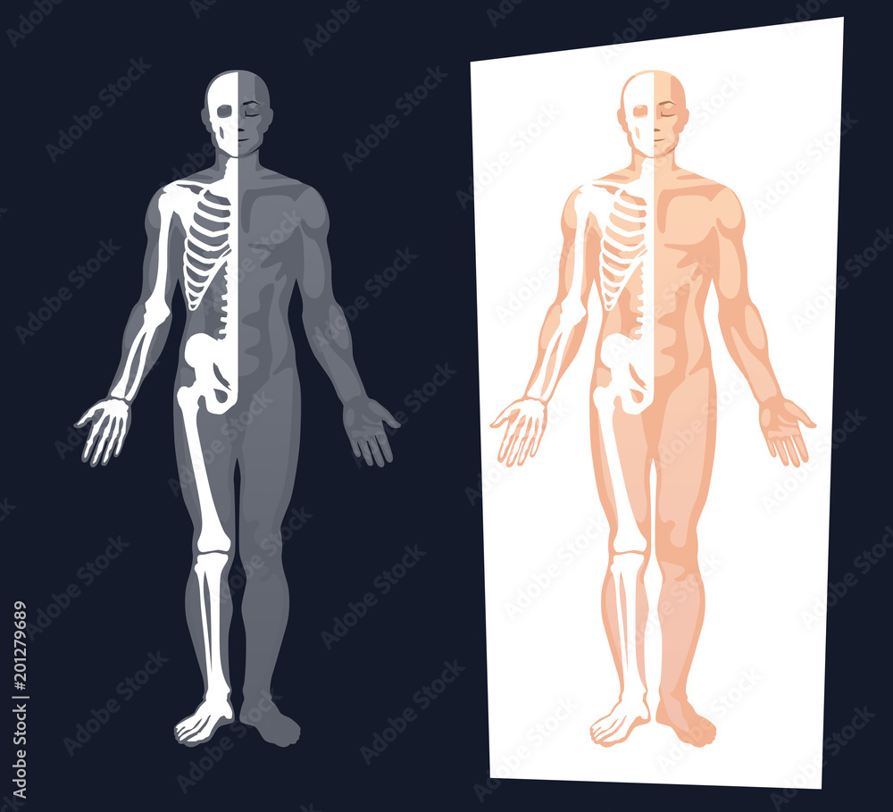 Human skeleton Human skeleton