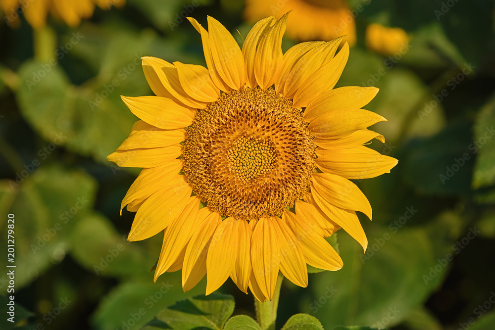 Sunflower on the Green Background Sunflower on the Green Background