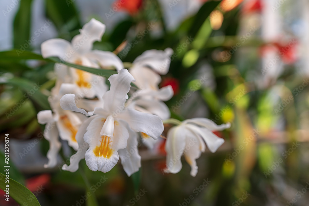 Obraz premium Orchideen