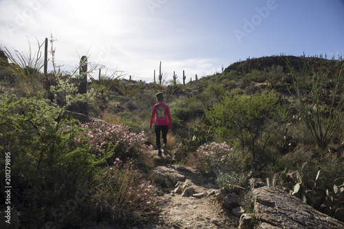A fit hispanic woman is hiking, in early morning light, at Saguaro National Park, Tucson, Arizona.