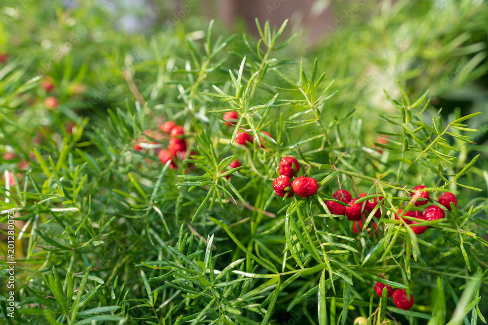 Obraz premium Rote Beeren