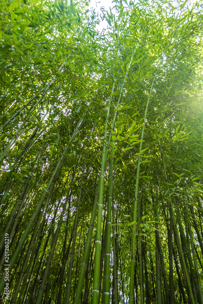 Bamboo Bamboo