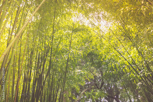 Bamboo © andreymuravin
