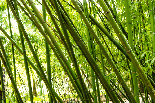 Bamboo