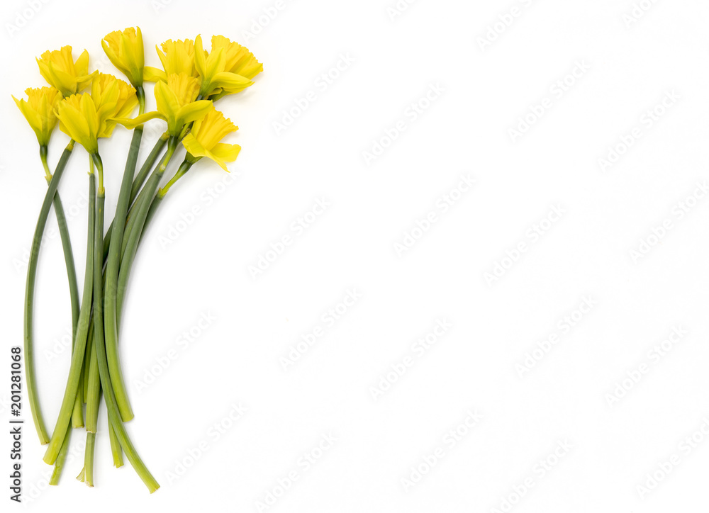 Yellow daffodil bunch on white background Yellow daffodil bunch on white background