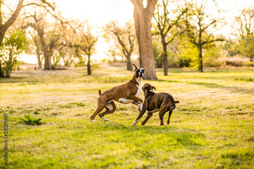 Boxer Dogs Playing at the Park