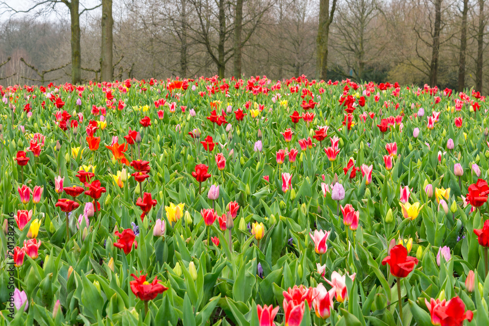 Blooming mix between red, yellow and pink tone of tulip field. Mixing yellow, white and red tulips at Keukenhof garden, Lisse, Netherlands.