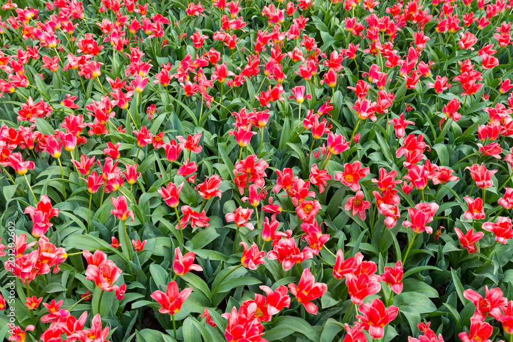 Top view of Red Tulips. Field of red Tulip. Blooming red tulips. Small tiny field of red flower.