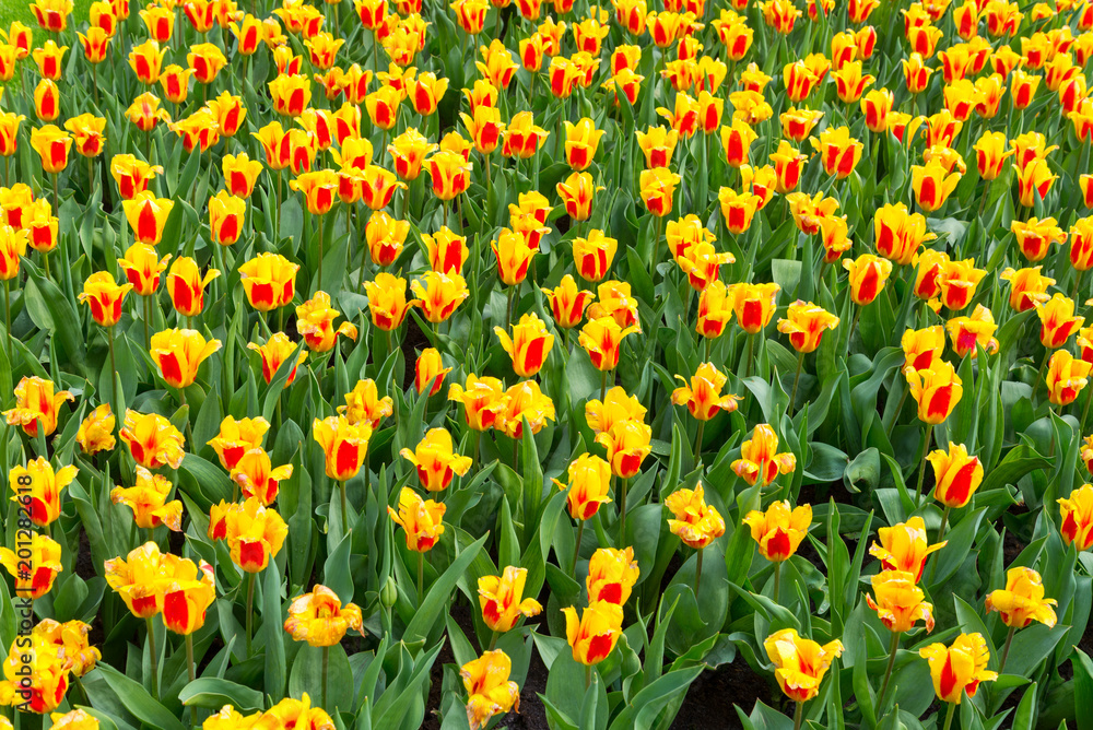 Field of mixed 2 colors, yellow and red, tulip from top view