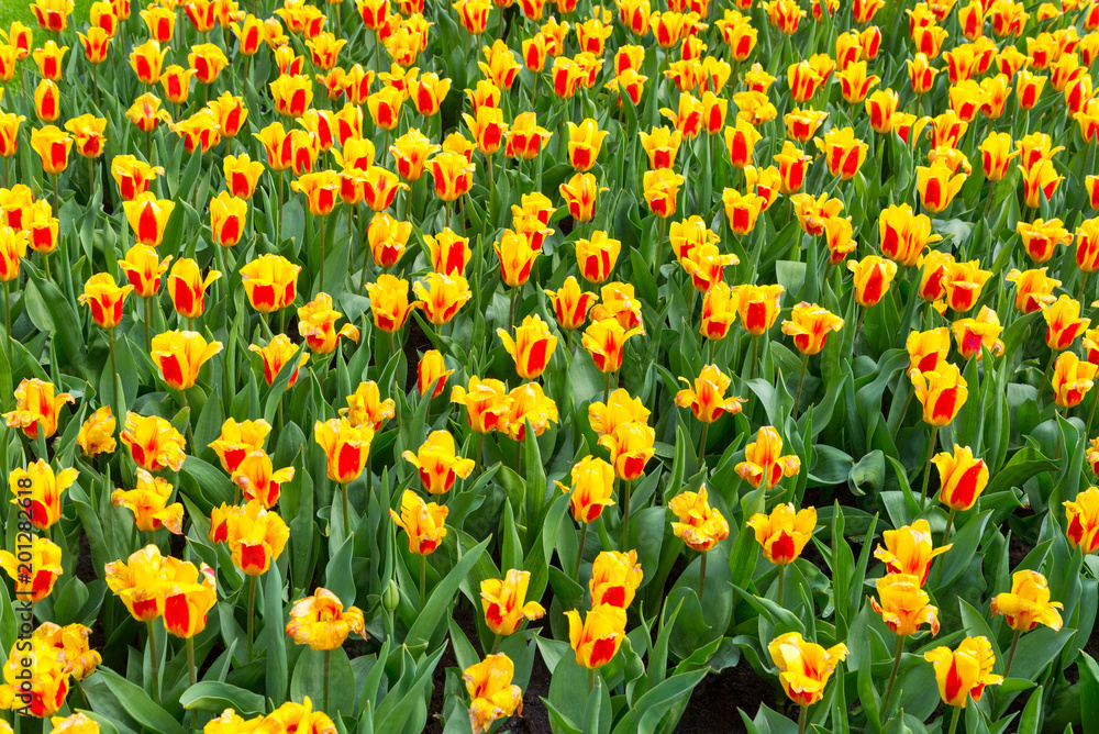 Fototapeta premium Field of mixed 2 colors, yellow and red, tulip from top view