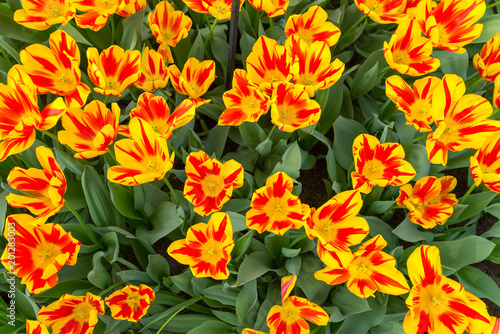 Yellow and red color field of tulip. Bunch of red and yellow tulip. Top flame tulip flower.