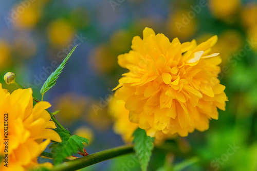 Foto Chrysanthemum Rossano Orange flower