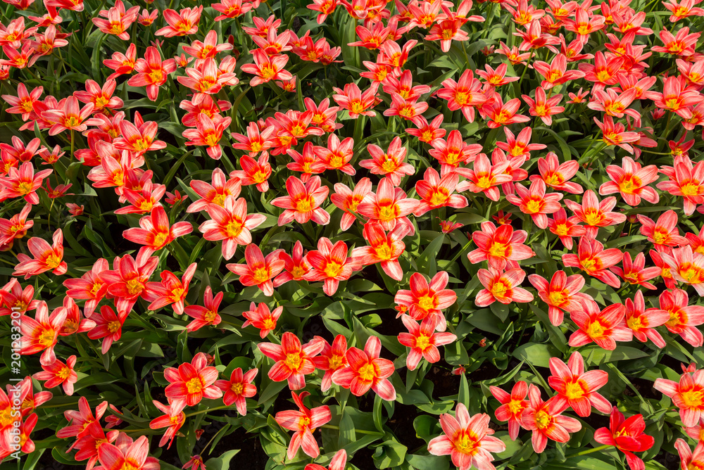 Top view of orange and red Tulips. Field of orange and red Tulip. Blooming orange and red tulips. Small tiny field of orange and red flower.