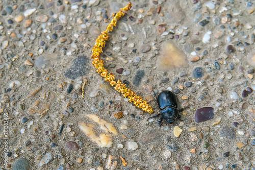 Black Beetle on the ground