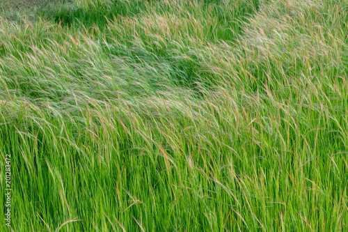 Beautiful grass weeds in rice fields.