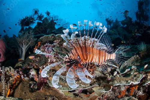 Lionfish on Deep Coral Reef