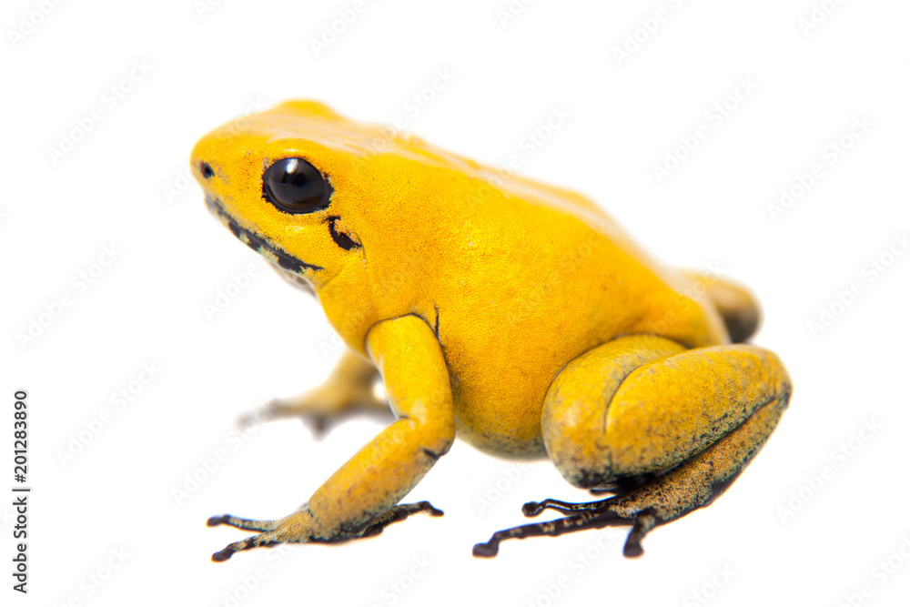 Obraz premium Złota żaba trucizna