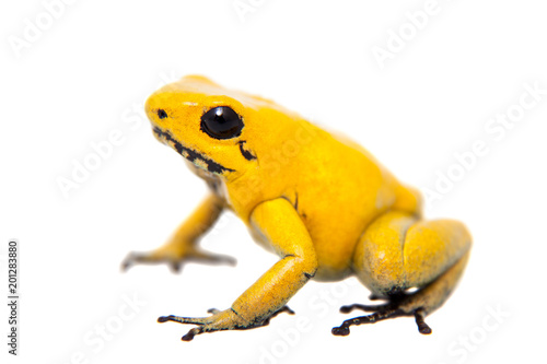 The golden poison frog