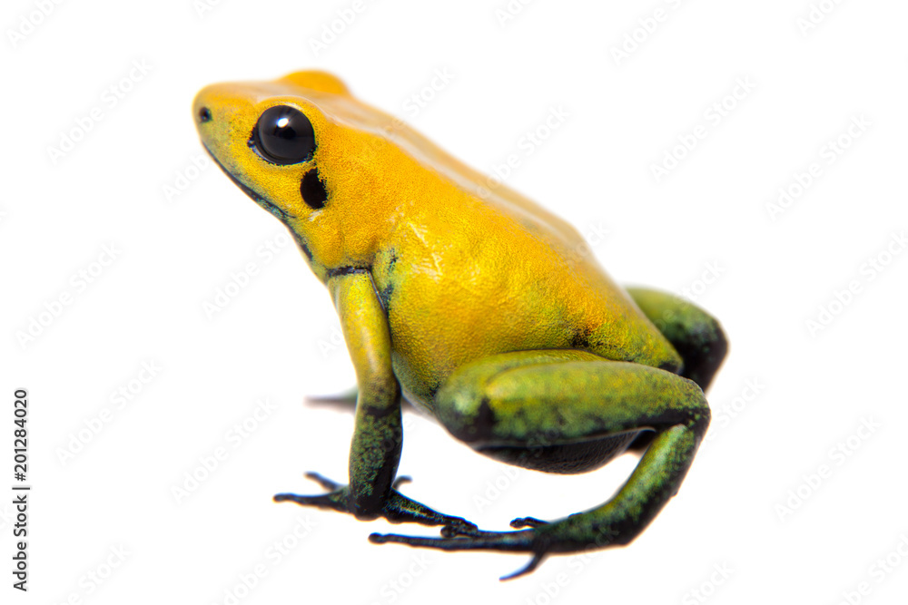Obraz premium Czarnogóra trująca żaba na białym tle