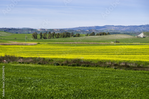 hill landscape at spring with sky and meadow