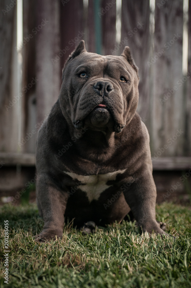 Short Bully Puppy Photos | Adobe Stock