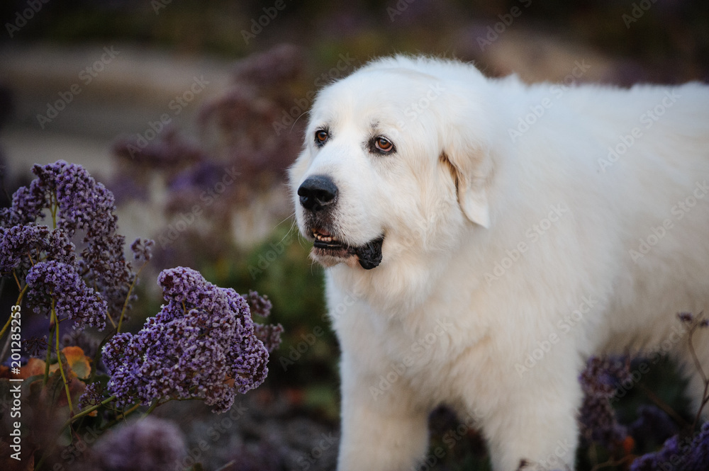 Great Pyrenees dog outdoor portrait standing in purple flowers