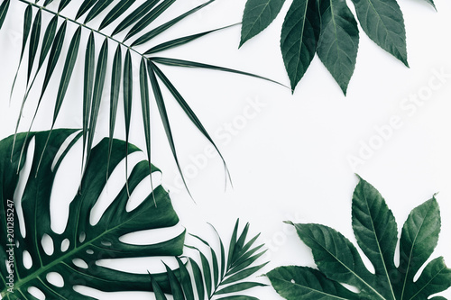 Fototapeta Tropikalny modny tło. Liście nad białym tłem