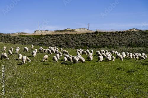 sheep grazing on a hillside meadow in Calabria