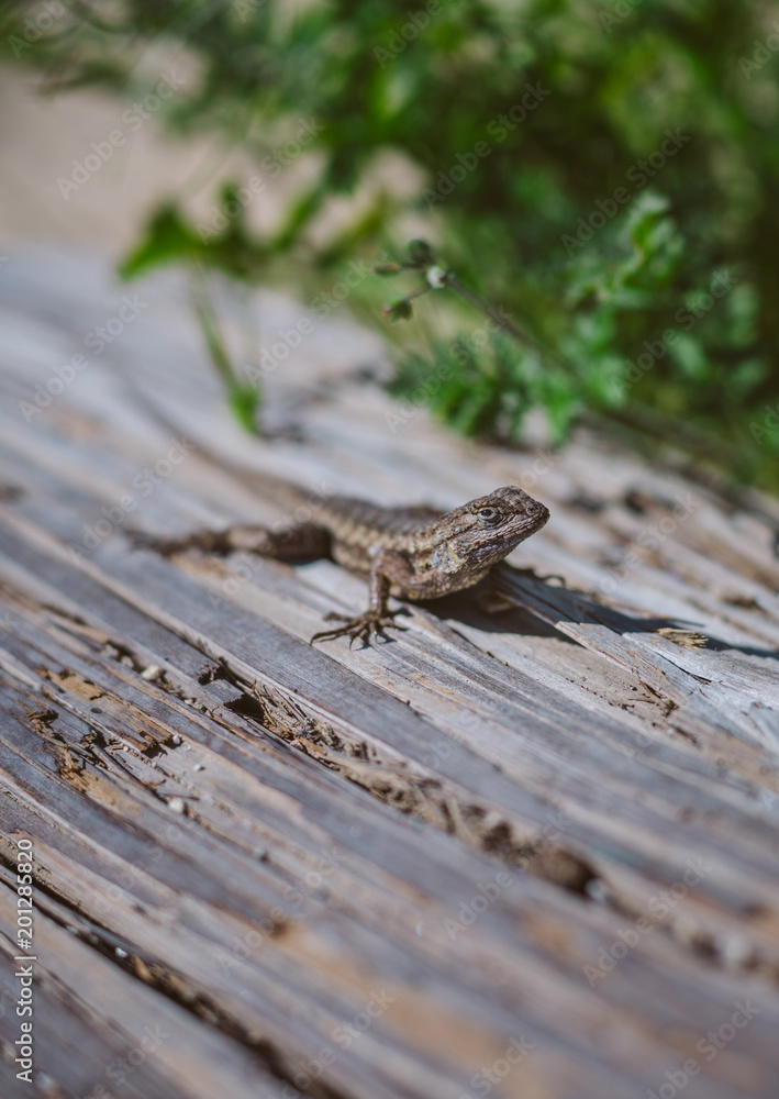 Lizard basking laying in sun on wooden log Lizard basking laying in sun on wooden log