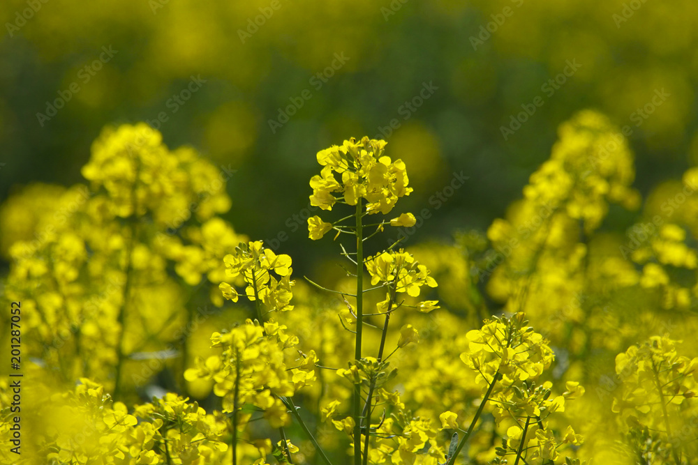 Rapsfeld Rapsfeld