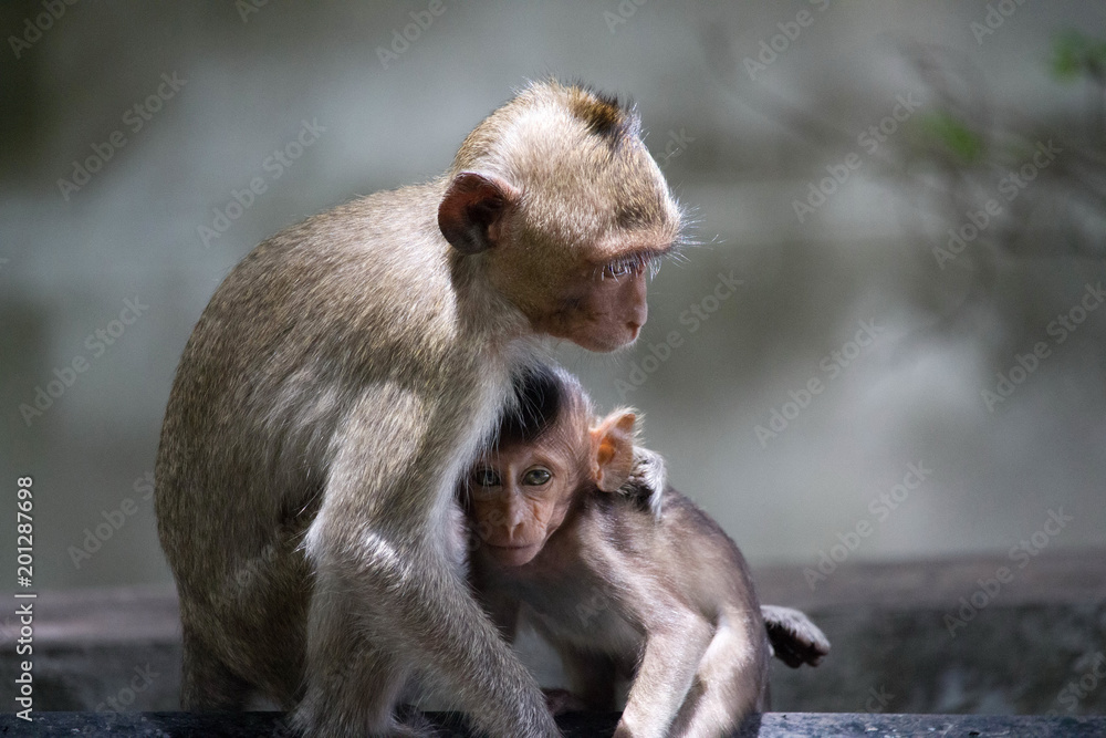 Fototapeta premium 可愛いサル