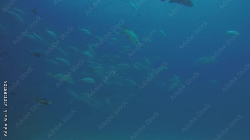 Big Dog Snapper (Lutjanus novemfasciatus), hunting trevally, reefs of Sea of Cortez, Pacific ocean. Cabo Pulmo National Park, Baja California Sur, Mexico. The world's aquarium. Big Dog Snapper (Lutjanus novemfasciatus), hunting trevally, reefs of Sea of Cortez, Pacific ocean. Cabo Pulmo National Park, Baja California Sur, Mexico. The world's aquarium.