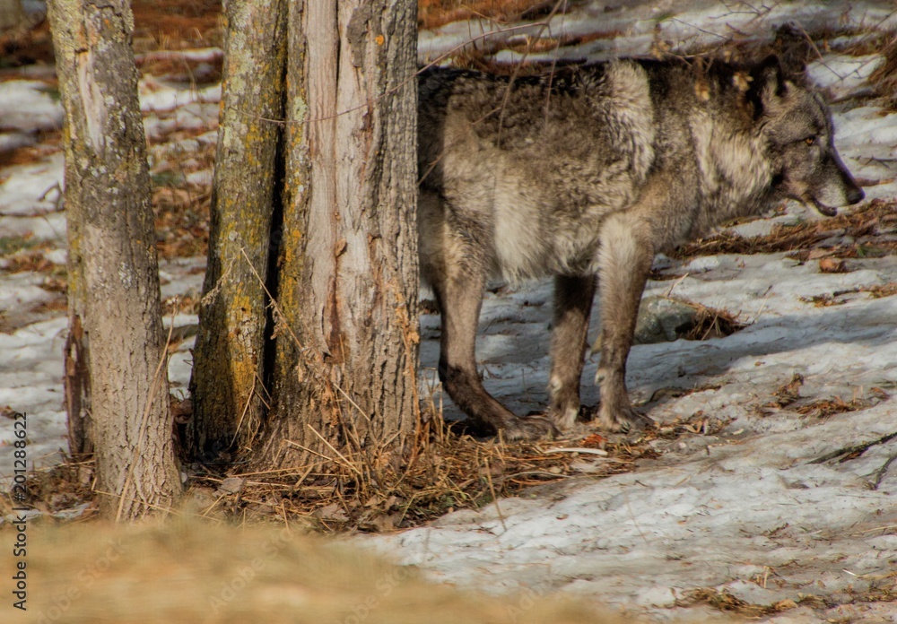 The International Wolf Center in Ely, Minnesota houses several Great Wolves The International Wolf Center in Ely, Minnesota houses several Great Wolves
