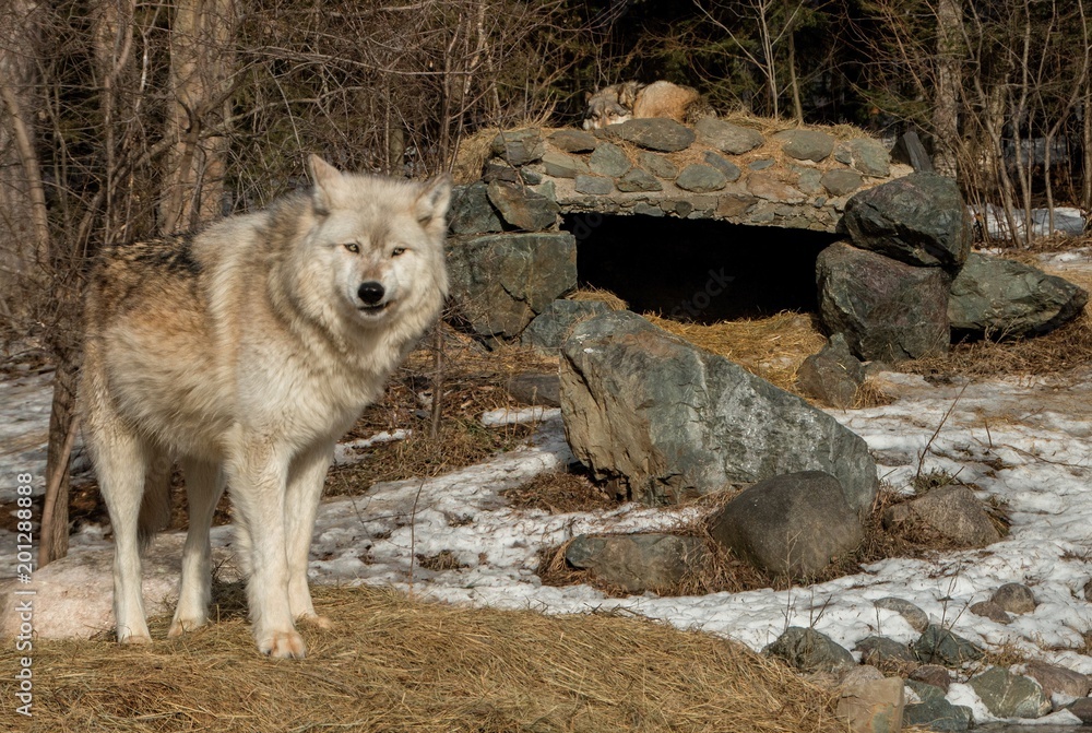 Fototapeta premium The International Wolf Center in Ely, Minnesota houses several Great Wolves