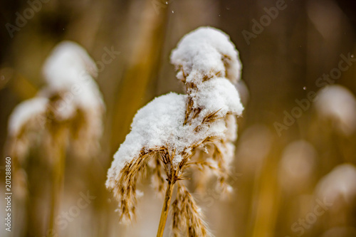 Grass reeds in winter covered with snow growing next to the lake  