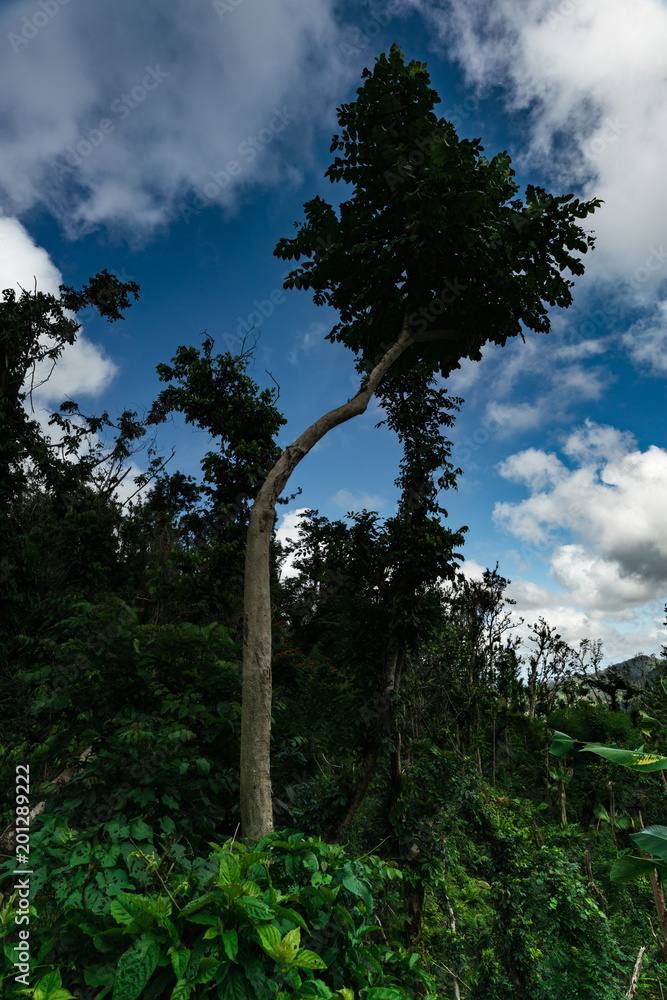 Obraz premium Tree in El Yunque National Forest
